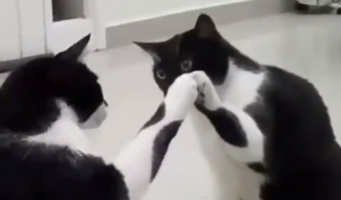 Mačka je videla svoj ODRAZ u OGLEDALU, a onda je napravila SCENU za pamćenje (VIDEO)