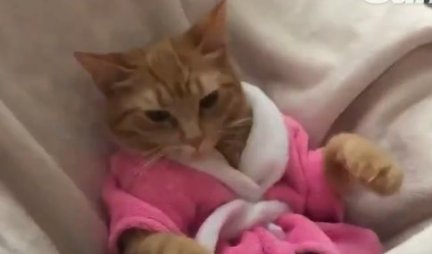 ŠOK SCENA NA KREVETU! Mačka je ležala u bademantilu, a nećete verovati šta su joj VLASNICI RADILI (VIDEO)
