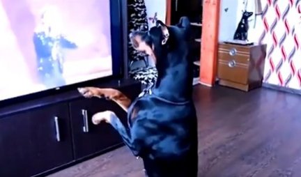 ČUDO NEVIĐENO! Pas je gledao nastup Majkla Džeksona na TV, a onda je uradio OVO - ljudi ne veruju svojim očima (VIDEO)