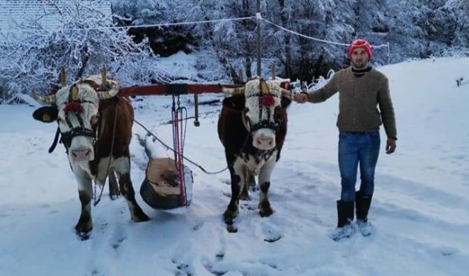 ONI NE ZNAJU ŠTA JE "BURNOUT SINDROM" Ovi vredni ljudi volove uprežu i na Božić: Težak je ovo posao, treba snage i veštine