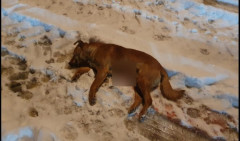 ŠOKANTNO UBISTVO ISPRED PORODIČNE KUĆE! Pas nađen u lokvi krvi... Trudnoj vlasnici pozlilo! /FOTO/