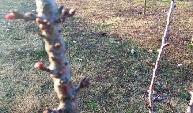 Kada je Đorđe izašao u voćnjak, nije ni slutio da će u jednom trenutku UGLEDATI PRIZOR KOJI GA JE ŠOKIRAO