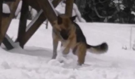 Pas je spazio sneg, a onda je uradio nešto NEVEROVATNO! Vlasnici u šoku - provodi se kao nikada u ŽIVOTU (VIDEO)