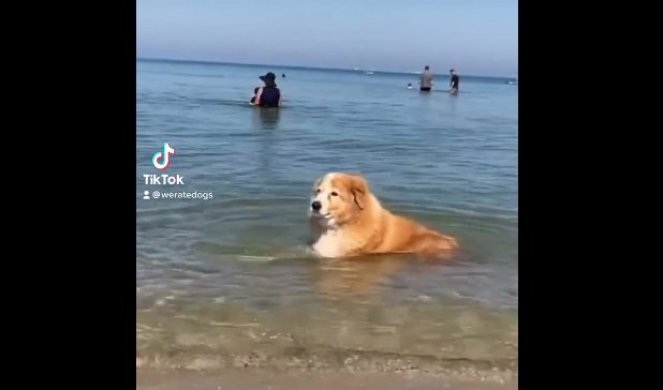 ŠOK U VODI! Pas je ušao u more, a onda su svi počeli da se SMEJU - proverite i zbog čega (VIDEO)