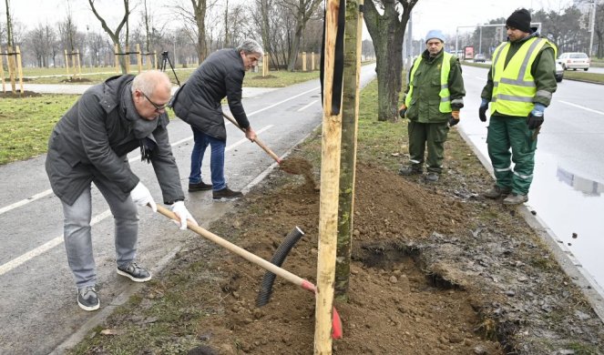 NE MOGU ONI TOLIKO DA POLOME KOLIMO MI MOŽEMO DA POSADIMO! Zasađena nova stabla lipe u Bulevaru Nikole Tesle!