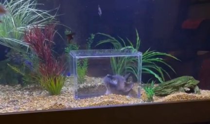 ČUDO NEVIĐENO! Mačka je zabila glavu kroz akvarijum, a onda je usledio ŠOK - ljudi ne veruju svojim OČIMA (VIDEO)