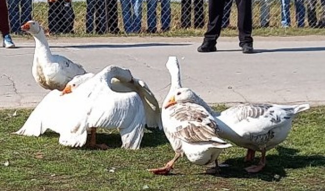 U toku su kvalifikacije za 36. Gusanijadu u Mokrinu