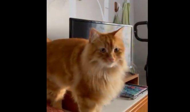 Mačka se popela pored sudopere, a onda je uradila nešto NEVEROVATNO - evo kako ona ZARAĐUJE PARE za sebe (VIDEO)