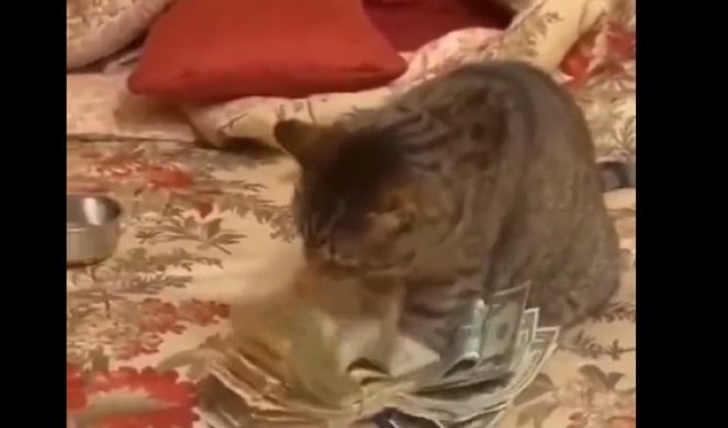 PARE SE LEPE ZA ŠAPE! Potpuni hit - ova mačka zna ZNANJE - nećete verovati šta je radila na KREVETU (VIDEO)