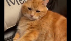 ŠOK I NEVERICA! Debeli mačak je ležao na kauču, a onda zaprepastio svoje VLASNIKE, evo i kako (VIDEO)