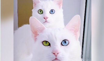 OVAKVU LEPOTU JOŠ NISTE VIDELI! Mačke koje su mediji proglasili za najlepše na svetu... Imaju retko genetsko stanje, ali to ih čini još lepšim! (VIDEO)