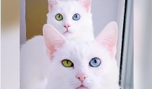 OVAKVU LEPOTU JOŠ NISTE VIDELI! Mačke koje su mediji proglasili za najlepše na svetu... Imaju retko genetsko stanje, ali to ih čini još lepšim! (VIDEO)