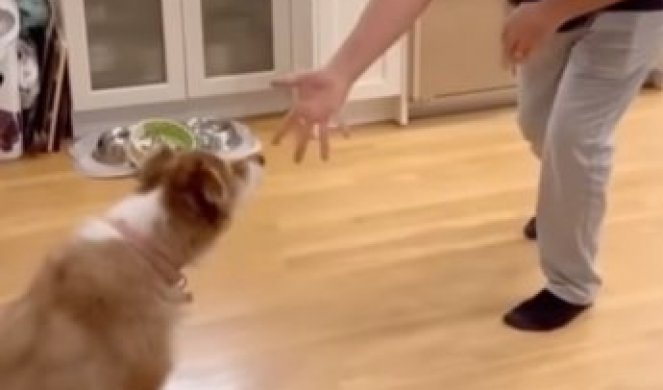 MA KAKAV RAZMAŽENKO! Ovaj pas odbija da jede dok mu se ne priredi MAGIČNI ŠOU! (VIDEO)