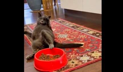 ŠOK U SOBI! Mačak je spazio granule, a onda je uradio nešto NEVEROVATNO - scena koja je iznenadila SVE na NETU (VIDEO)