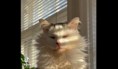 KAKVA FACA! Mačka je sedela na jastuku, a ovaj prizor niko ne može da ZABORAVI (VIDEO)