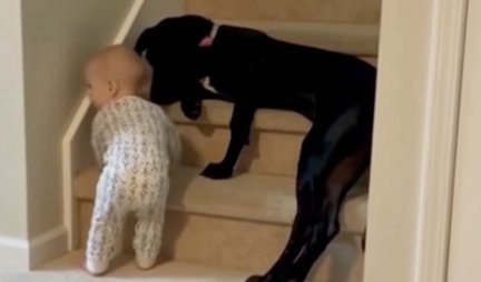 KUDA SI POŠLA? Ovaj pas je možda sprečio veliku TRAGEDIJU - beba i STEPENICE nisu dobra kombinacija!