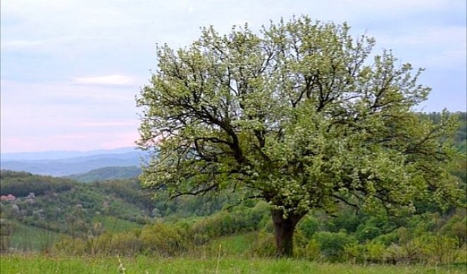 HOROR U ADŽINIM LIVADAMA! Nestali Kragujevčanin pronađen mrtav!