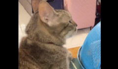 Mačka se popela na sto pored tanjira sa HRANOM, a onda je nastao HAOS - nervoza za stolom (VIDEO)