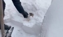 ČOVEK je čistio sneg, a onda je usledio ŠOK! Odjednom je IZVIRILA ONA - nikome nije jasno kako se tu NAŠLA (VIDEO)