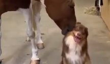 STANI DA TE MALO OČISTIM! Konj koji licka PSA i njegovo blaženo lice je nešto NAJSLAĐE što ćete danas videti! (VIDEO)