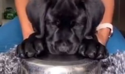 Kladimo se da slađeg BUBNJARA nikada niste videli! Pogledajte koliko je neodoljiv ovaj psić! (VIDEO)