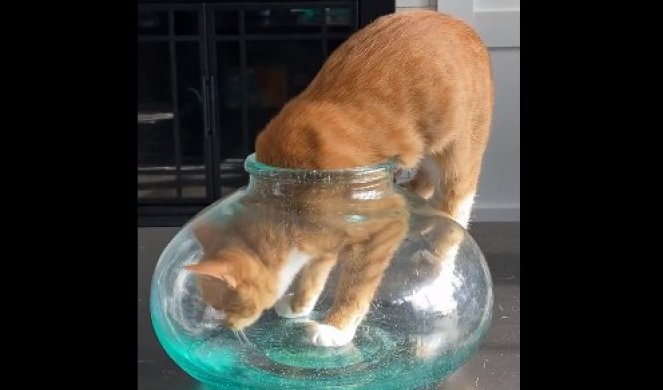 KAMERA SNIMILA ŠOK SCENU! Mačka je videla posudu za ribice, a onda je usledio HAOS - ma da li je ovo REALNO (VIDEO)