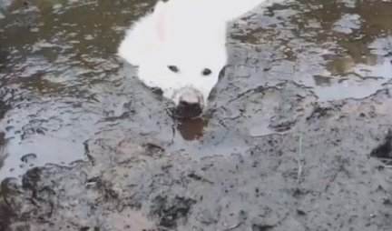 NAŠLI SU SEBI ZANIMACIJU! Uživanje u blatu sa ovim psima dobija sasvim NOVO ZNAČENJE! (VIDEO)