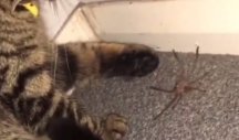 KROZ KUĆU SE PROLOMIO VRISAK! Žena je snimala mačku kako se igra sa PAUKOM, a onda ga je osetila na LICU! (VIDEO)