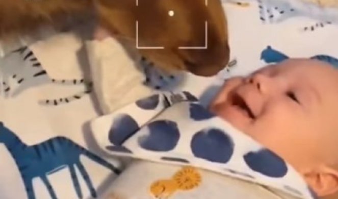 Pas je prišao bebi skroz do LICA, a onda se desilo nešto NEVEROVATNO! Ovoliku NEŽNOST nikada do sad niste videli! (VIDEO)