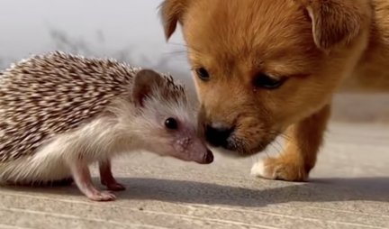 Svi treba da znaju šta drugarstvo znači... Pogledajte ljubav između ovog psa i ježa - PREDIVNO! (VIDEO)
