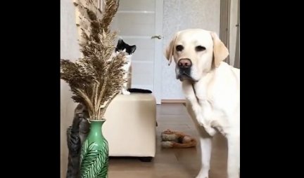 HAOS U SOBI! Mačke su videle vazu, a pas nije mogao da veruje šta se DEŠAVA - ŠOK U SEKUNDI (VIDEO)