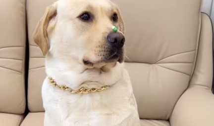 NE MOŽE GA PREVARITI! Pokušao je da natera psa da uzme lek - evo kako se to završilo! (VIDEO)