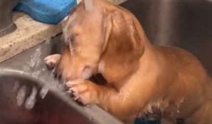 UME DA UŽIVA! Nikada niste videli da neki psić OVOLIKO voli vodu - bukvalno je u ZEN fazi! (VIDEO)