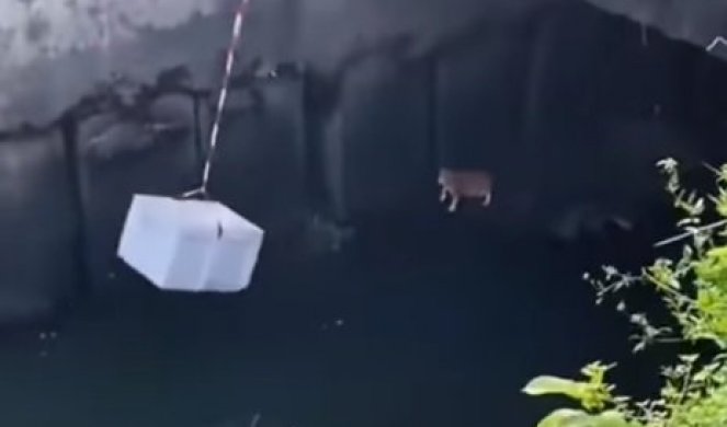 DRAMATIČNO SPASAVANJE! Maca je bila ZAROBLJENA kod vode, a onda je čovek uradio nešto neverovatno! (VIDEO)