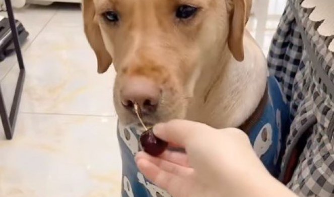 MA KAKAV POMOĆNIK - ZA POŽELETI! Pogledajte kako ovaj pas ODVAJA PETELJKICE od trešanja! (VIDEO)