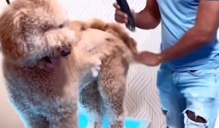 SLATKO ILI ZABRINJAVAJUĆE? Ošišao je i OFARBAO psa tako da liči na ŽIRAFU! (VIDEO)
