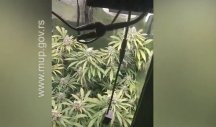 U STANU NA MIRIJEVU NAPRAVIO ILEGALNU LABORATORIJU! Policija zaplenila oko pola kilograma marihuane!