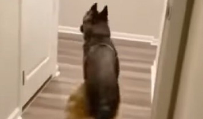 Ovaj pas prolazi kroz vrata samo UNAZAD! Kada čujete ZAŠTO, stegnuće vam se SRCE! (VIDEO)