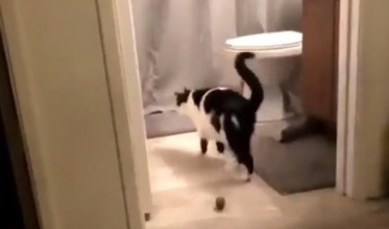 ŠOK SCENA U WC! Mačka je videla lopticu, a onda je uradila nešto LUDO - ma kakva je ovo ŽIVOTINJA?! (VIDEO)