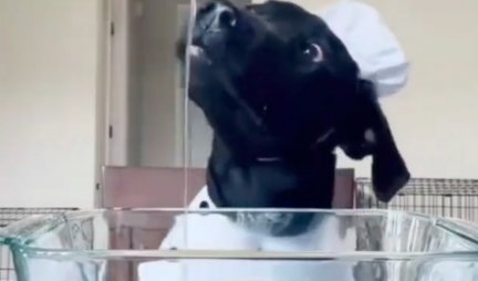 Slađeg KUVARA niste videli! Pogledajte kako ovaj pas pažljivo pravi preukusne MAFINE! (VIDEO)