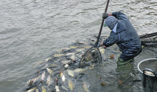 Strujom lovili ribu u Svilajncu: Napali ribočuvara kada ih je zatekao u krivolovu