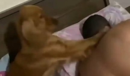 USTAJ, USTAJ, USTAJ! Ovaj pas je URNEBESAN BUDILNIK! A kad je krenuo da tambura po GLAVI VLASNIKA - pa presmešno! (VIDEO)