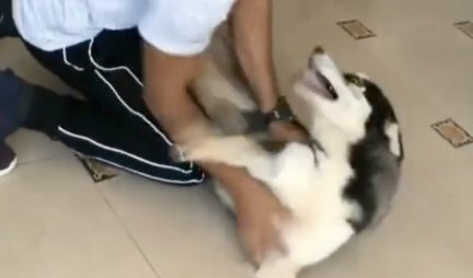 KRENUĆE VAM SUZE! Sreća ovog psa kada je ugledao vlasnika nakon dužeg vremena je NEOPISIVA! (VIDEO)