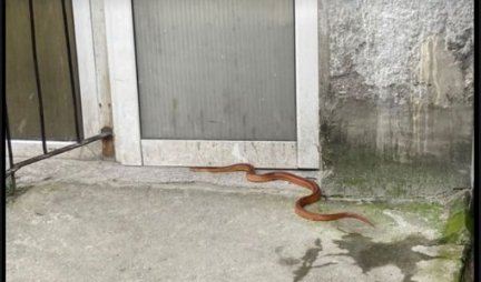 Ogromna zmija pobegla iz stana, uslikana KOD OSNOVNE ŠKOLE U BEOGRADU!