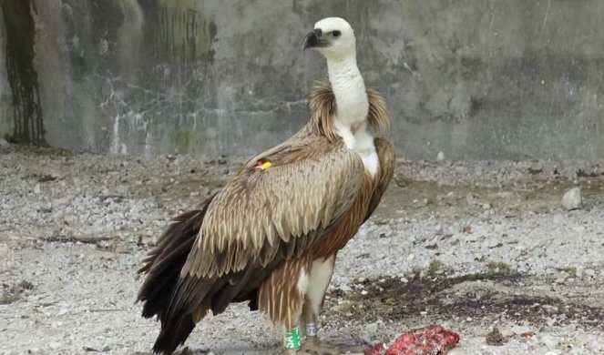 BELOGLAVIM SUPOVIMA PRETILO IZUMIRANJE NA PODRUČJU PRIJEPOLJA, A SADA JE ZNATNO UVEĆAN BROJ! Opstali zahvaljujući ljudima dobre volje (FOTO)