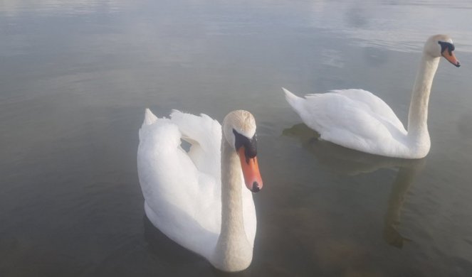 LABUDOVI ULEPŠALI VASKRS NA DUNAVU! Bez straha odomaćeni mirno su prilazili pecarošima i šetačima  (FOTO)