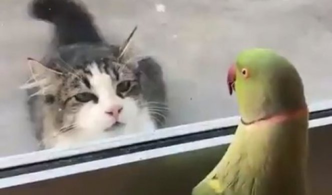Mačka je spazila papagaja iza prozora, a onda je usledio ŠOK! Ovakvu reakciju niko nije OČEKIVAO (VIDEO)