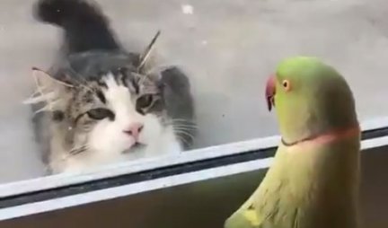 Mačka je spazila papagaja iza prozora, a onda je usledio ŠOK! Ovakvu reakciju niko nije OČEKIVAO (VIDEO)