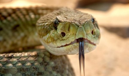 KRATAK REP, TROUGLASTA GLAVA I ROG! Evo koja je najotrovnija zmija u Srbiji i na kojim mestima  se najviše nalazi