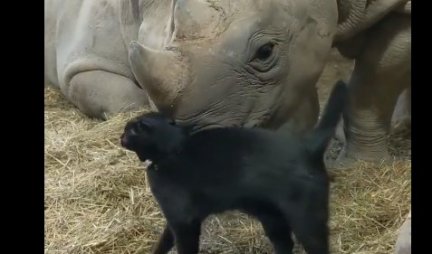 Mačka je videla nosoroga, a onda je usledio ŠOK - niko nije očekivao ovakvo PONAŠANJE (VIDEO)